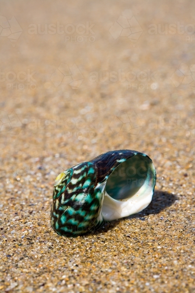 Close up of shell on beach - Australian Stock Image