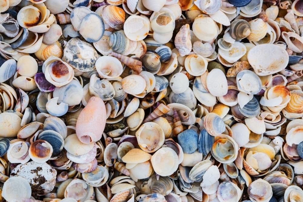Close up of shells washed up on beach - Australian Stock Image