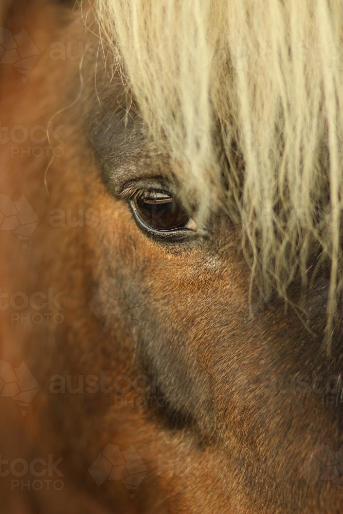 Close up of Shetland pony at the local show - Australian Stock Image
