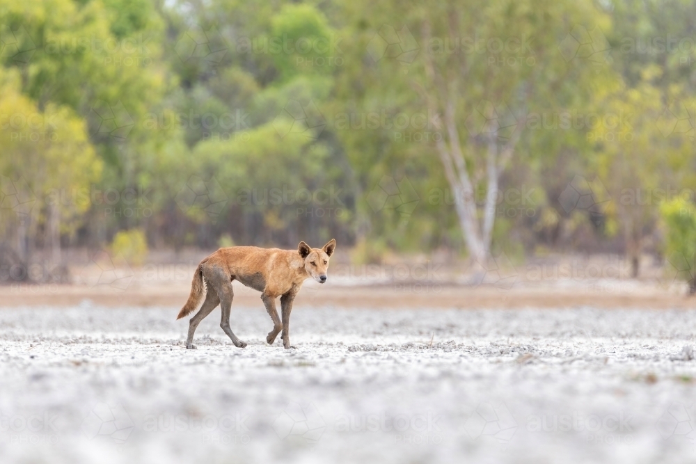 Close up of shot of a dog dingo - Australian Stock Image