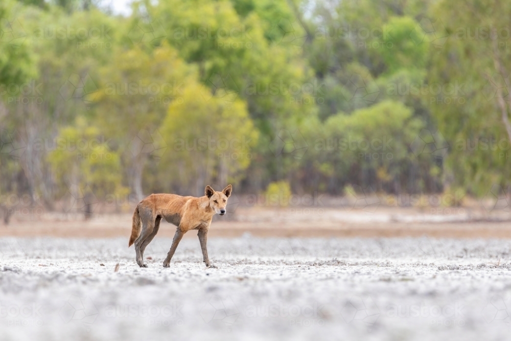 Close up of shot of a dog dingo - Australian Stock Image