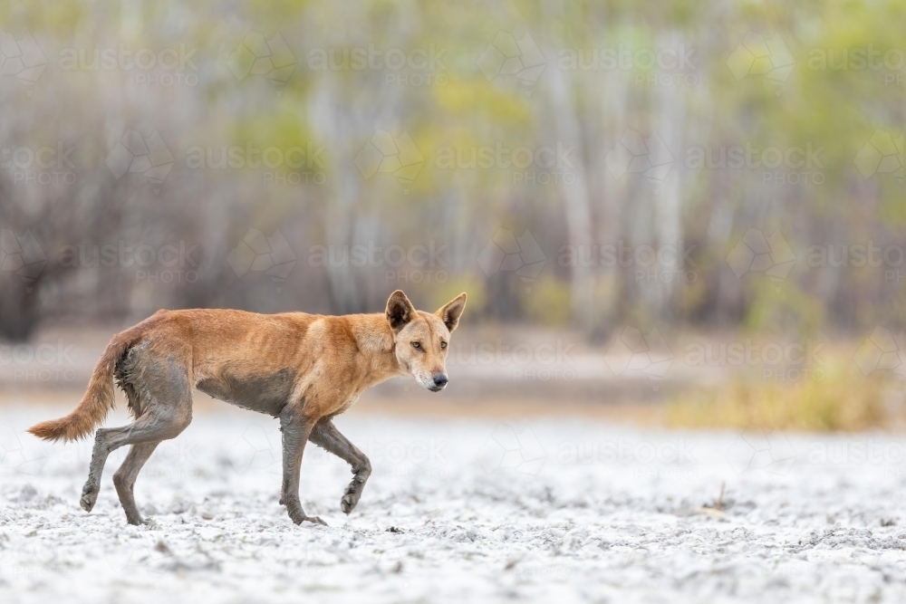 Close up of shot of a dog dingo - Australian Stock Image