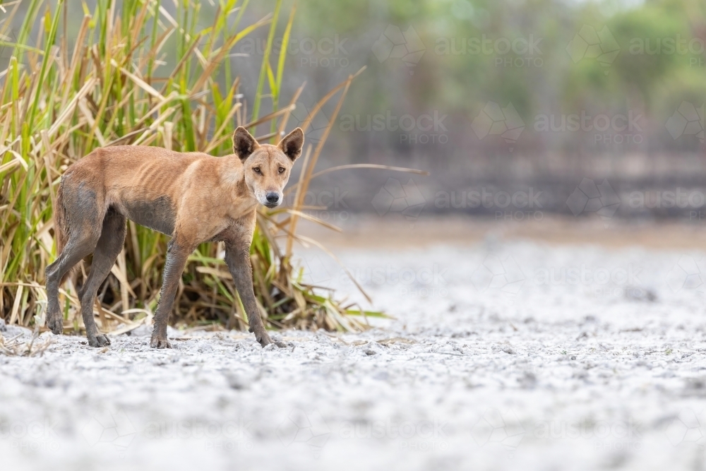 Close up of shot of a dog dingo - Australian Stock Image