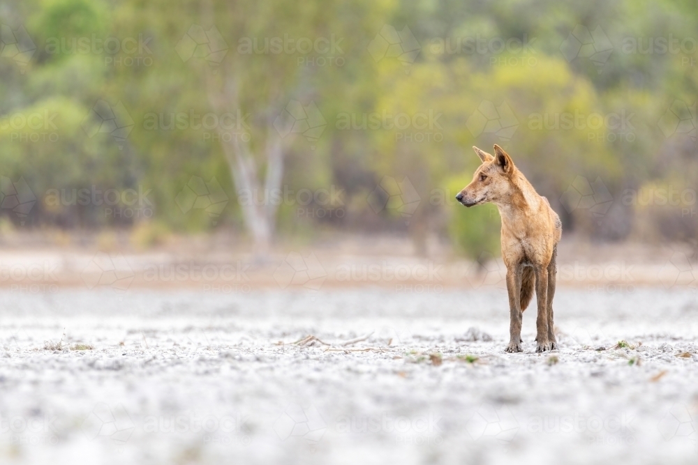 Close up of shot of a dog dingo - Australian Stock Image