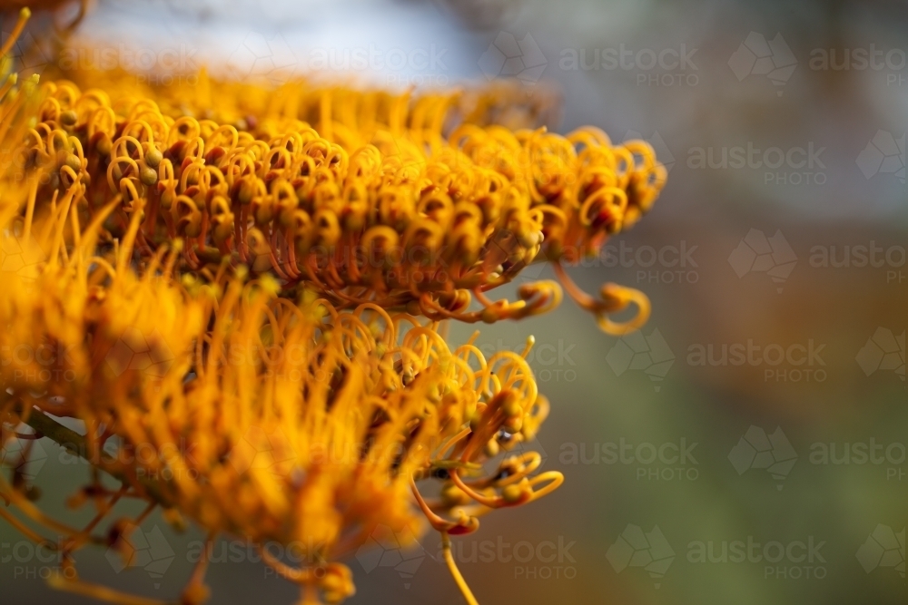 Close up of Silky Oak flowers - Australian Stock Image