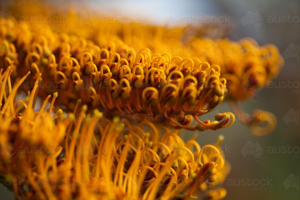 Close up of Silky Oak flowers - Australian Stock Image