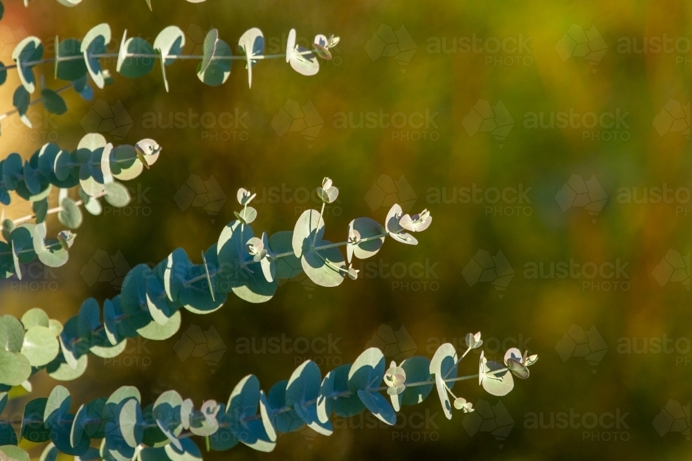 Close up of Silver Dollar Eucalyptus leaves and branches. - Australian Stock Image
