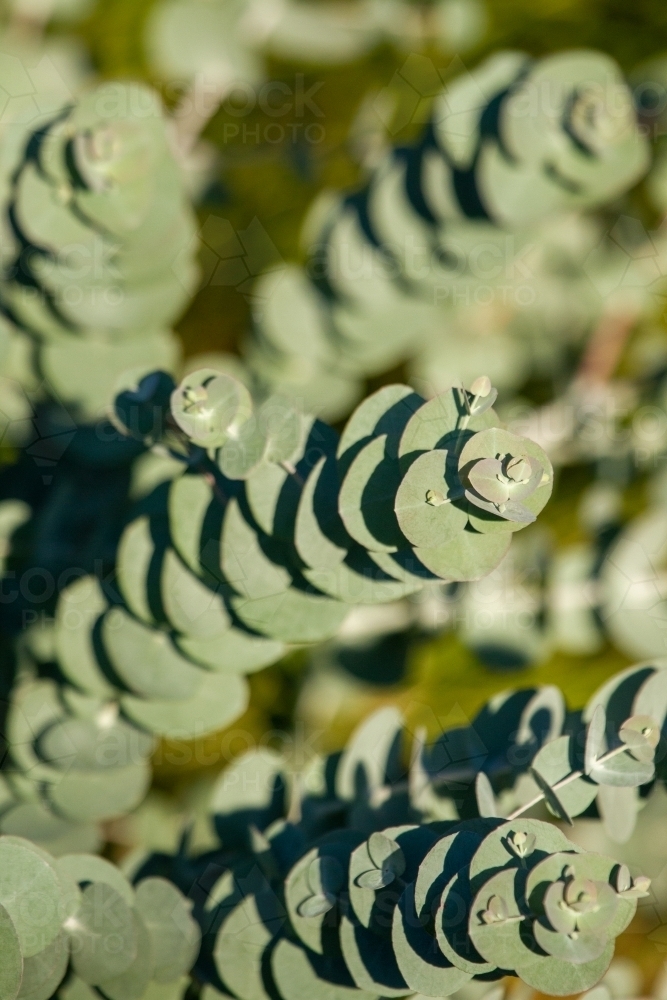 Close up of Silver Dollar Eucalyptus leaves and branches. - Australian Stock Image