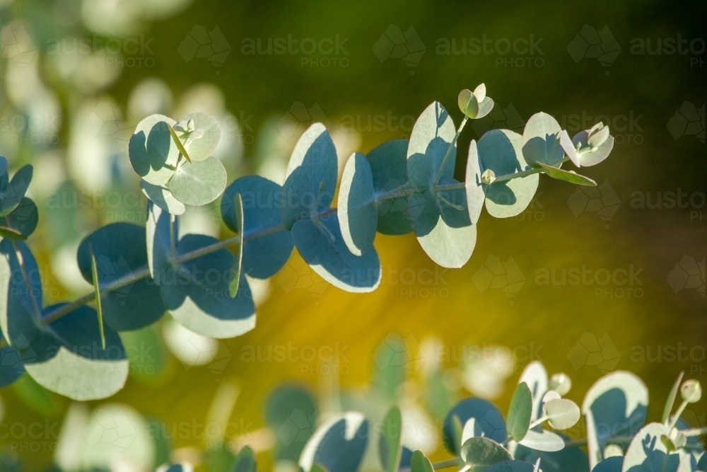 Close up of Silver Dollar Eucalyptus leaves and branches. - Australian Stock Image