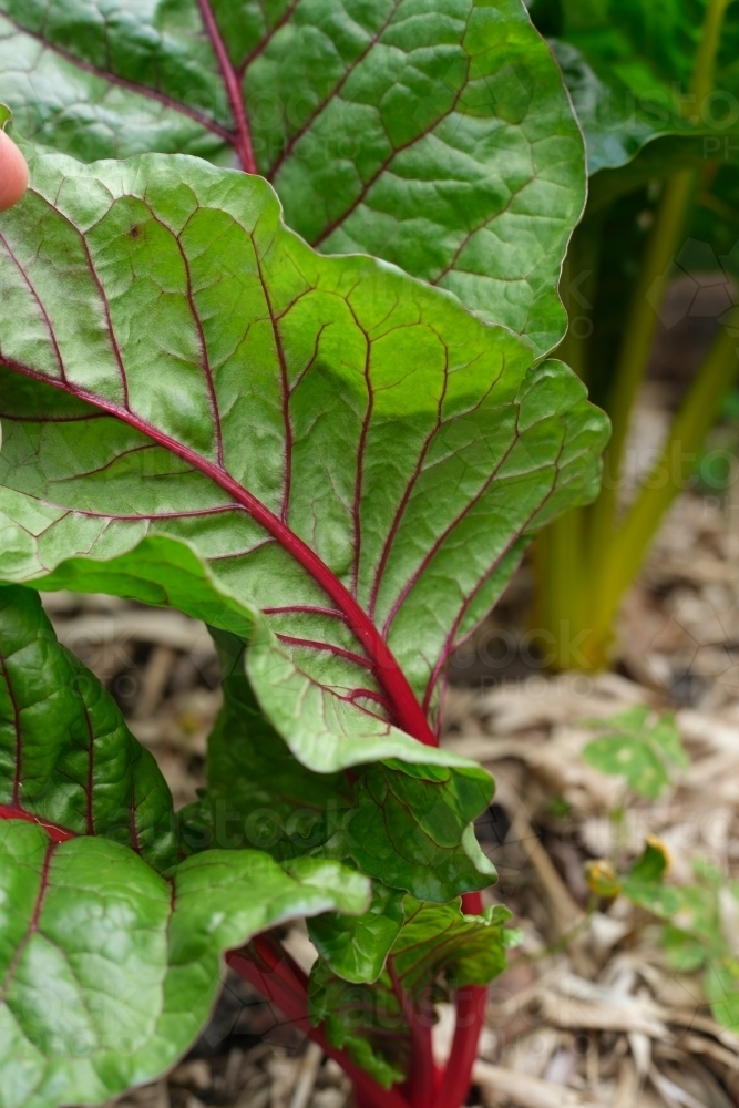 Close-up of silverbeet leaves in garden patch - Australian Stock Image
