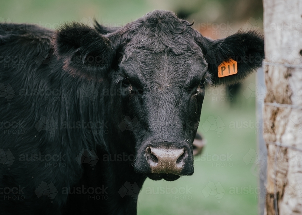 Close-up of single black cow with orange ear tag - Australian Stock Image