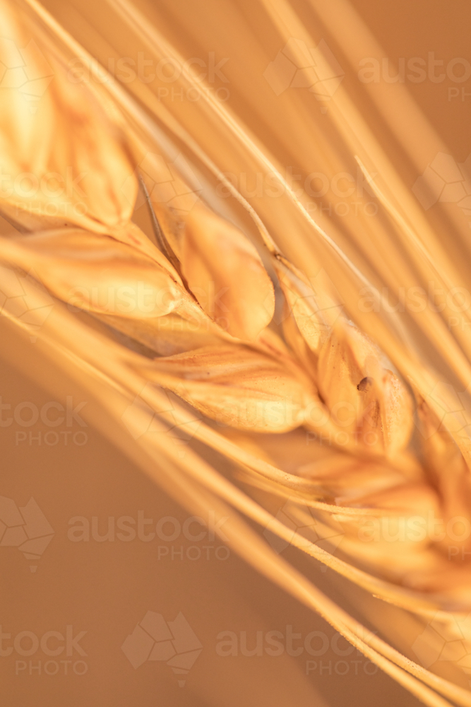 Close up of single gold wheat stalk - Australian Stock Image