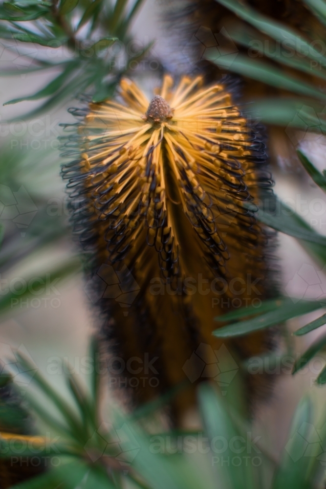 Close up of single native yellow banksia flower - Australian Stock Image