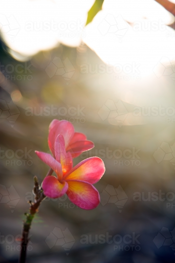 Close up of single pink frangipani flower - Australian Stock Image