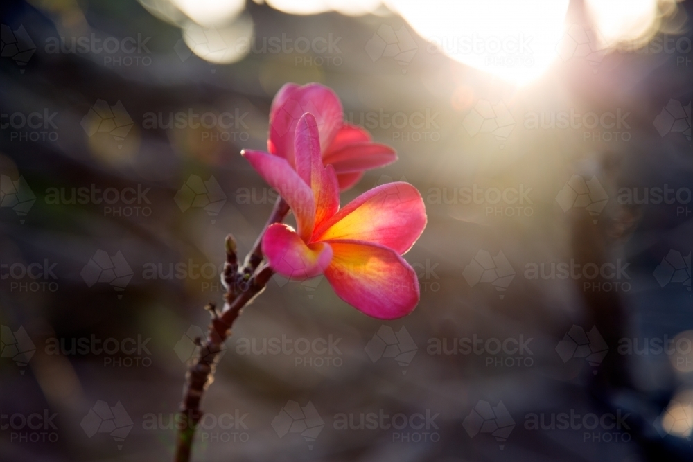 Close up of single pink frangipani flower - Australian Stock Image