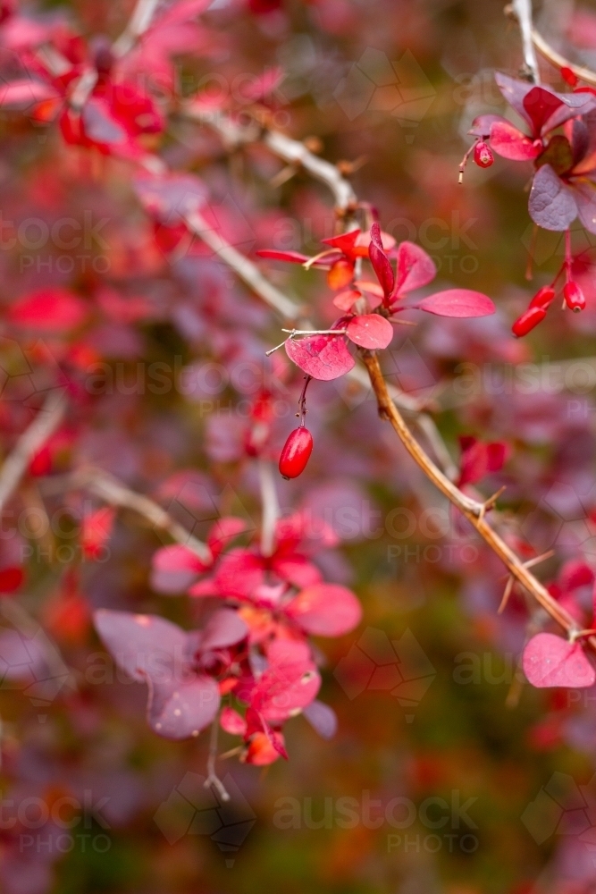 close up of single red berry in red leaves - Australian Stock Image