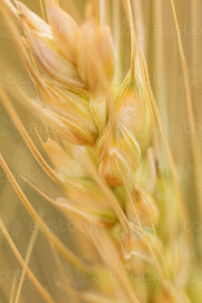 Close up of single ripening wheat stalk - Australian Stock Image