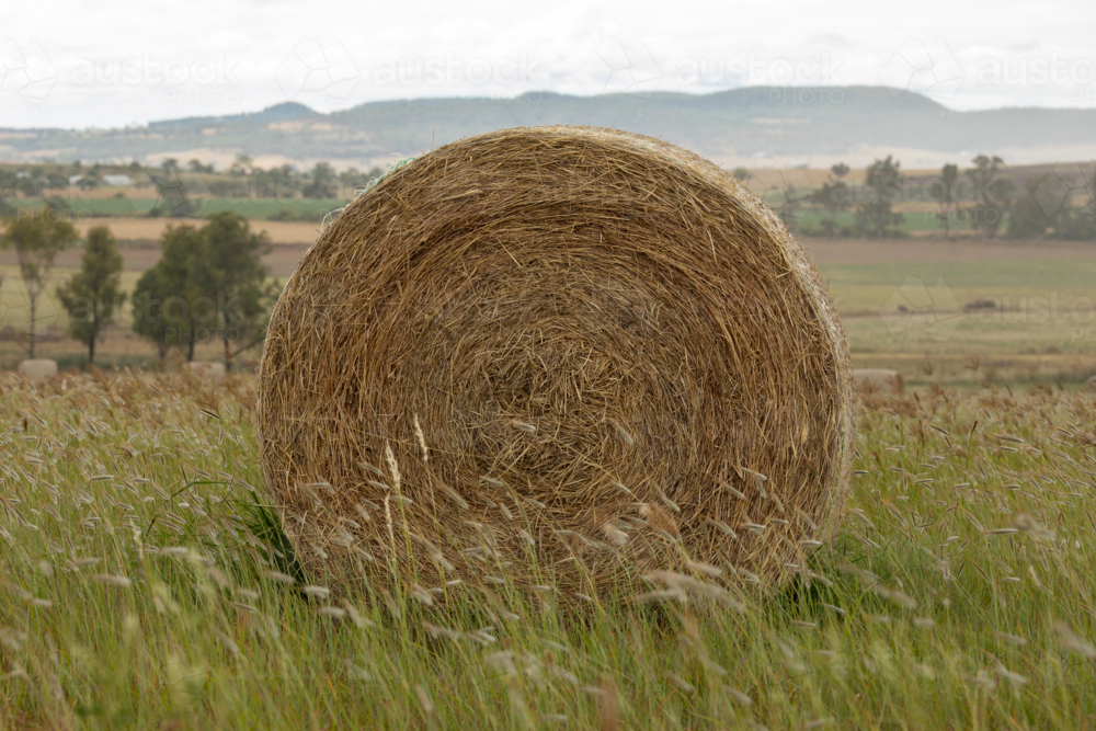 Close up of single round hay bale in a green paddock with long grasses and overcast sky - Australian Stock Image