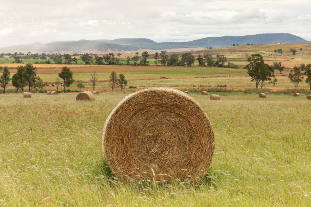 Close up of single round hay bale in a paddock of hay bales with hills and trees - Australian Stock Image
