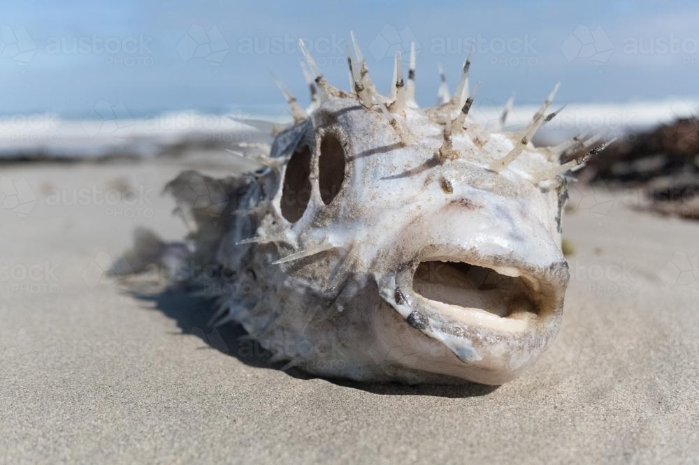 Image of close up of skeletal remains of puffer fish austockphoto