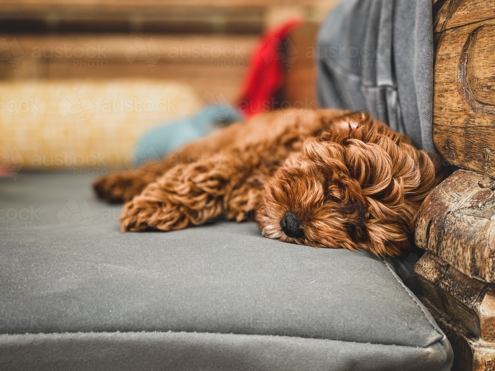Image of Close up of Small dog lying sleeping on day bed Austockphoto