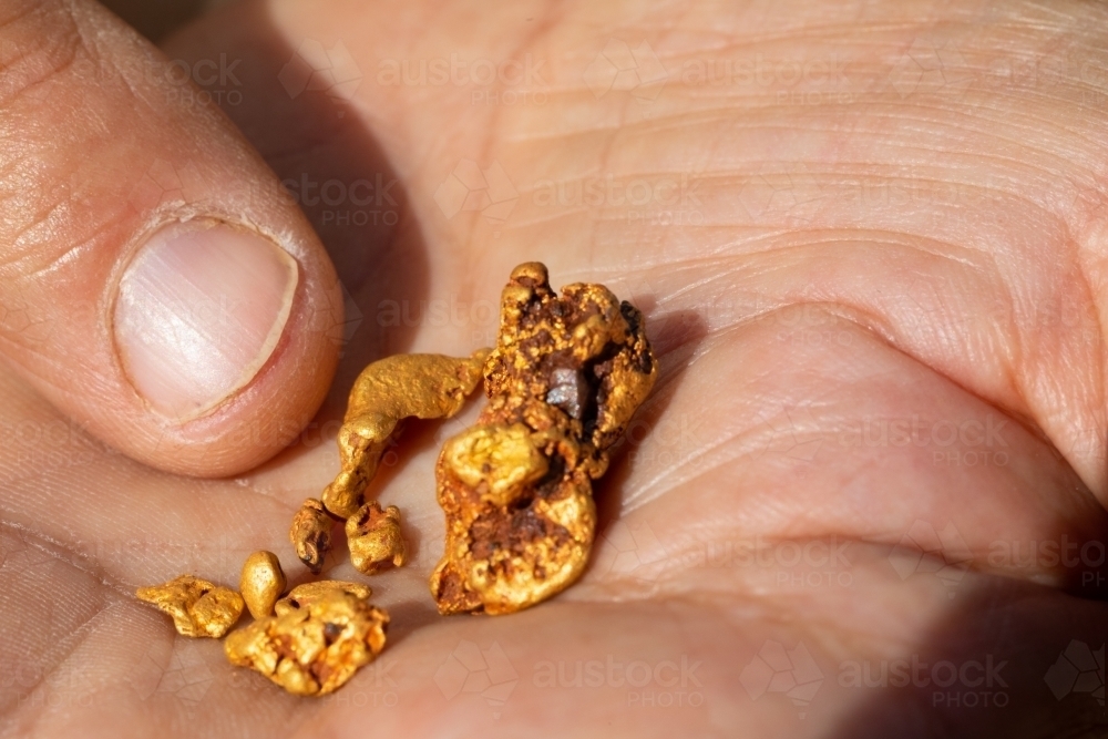 close up of small gold nuggets in palm of prospector's hand - Australian Stock Image