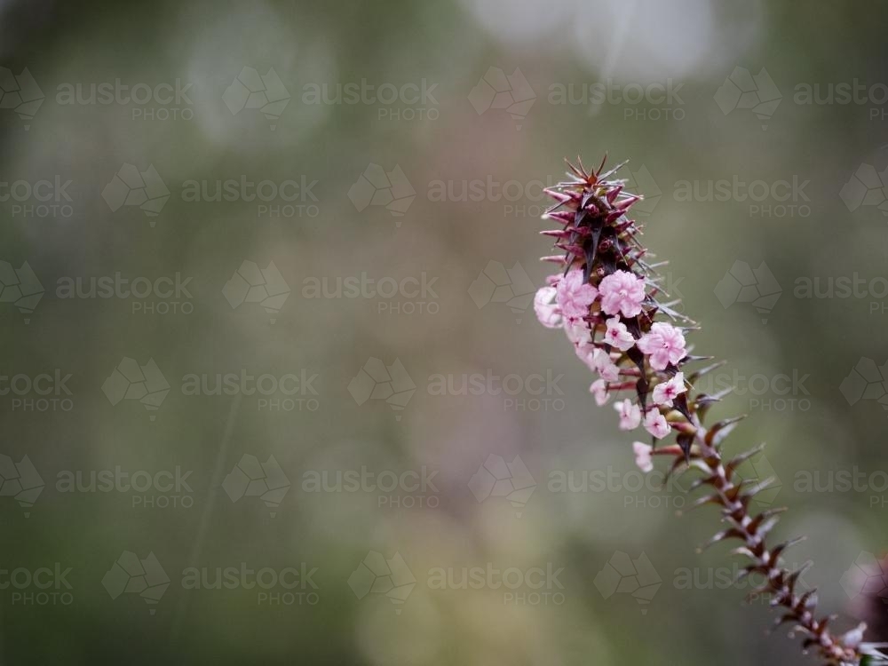 Close up of small pink wildflower with blurry background - Australian Stock Image