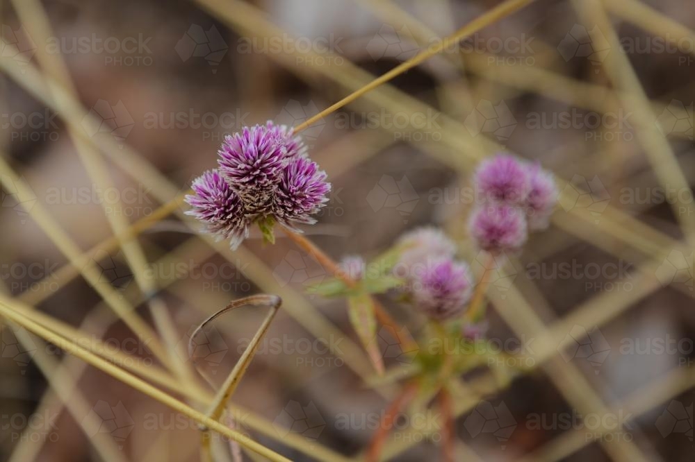 Close up of small purple wildflowers in the dry grass - Australian Stock Image