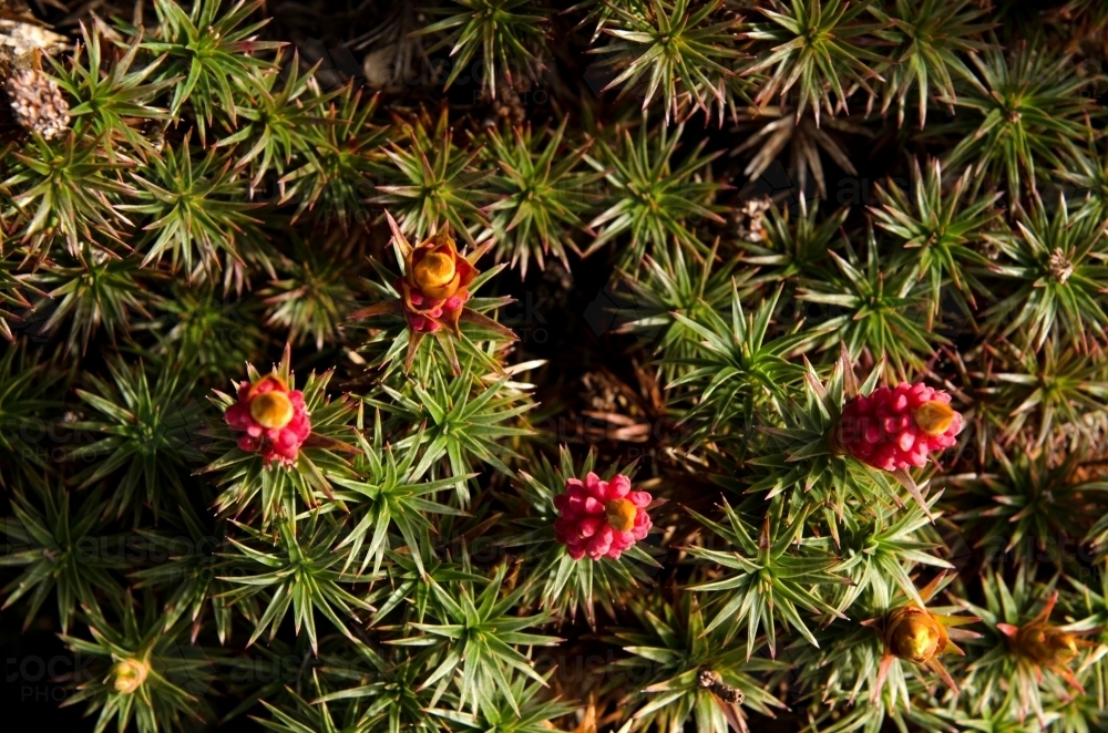 Close up of small wild flowers from overhead - Australian Stock Image