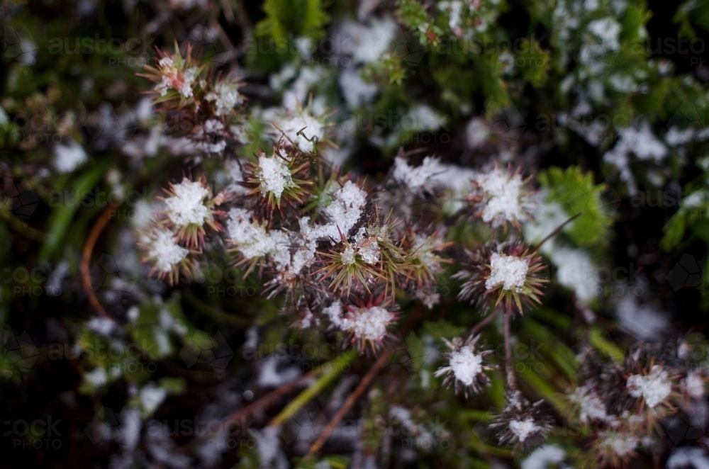 Close up of snow on tips of plants - Australian Stock Image