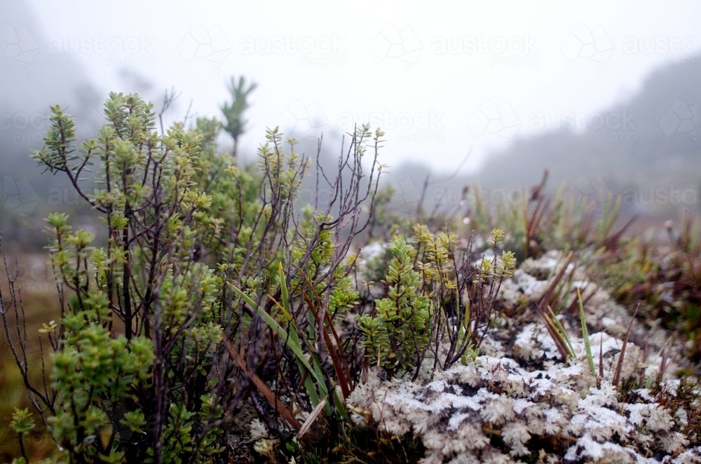 Close up of snow on tips of plants - Australian Stock Image