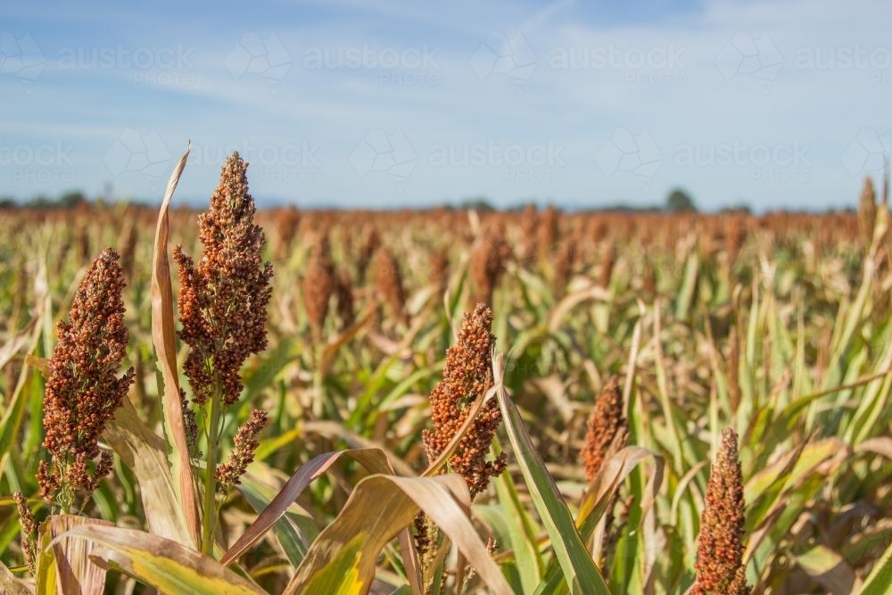 Close up of sorghum seed heads in a paddock - Australian Stock Image