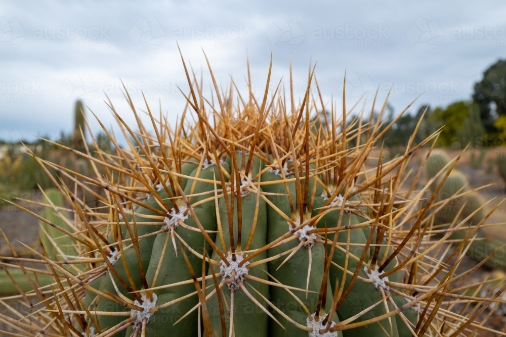 Image of Closeup of spikey cactus plant Austockphoto