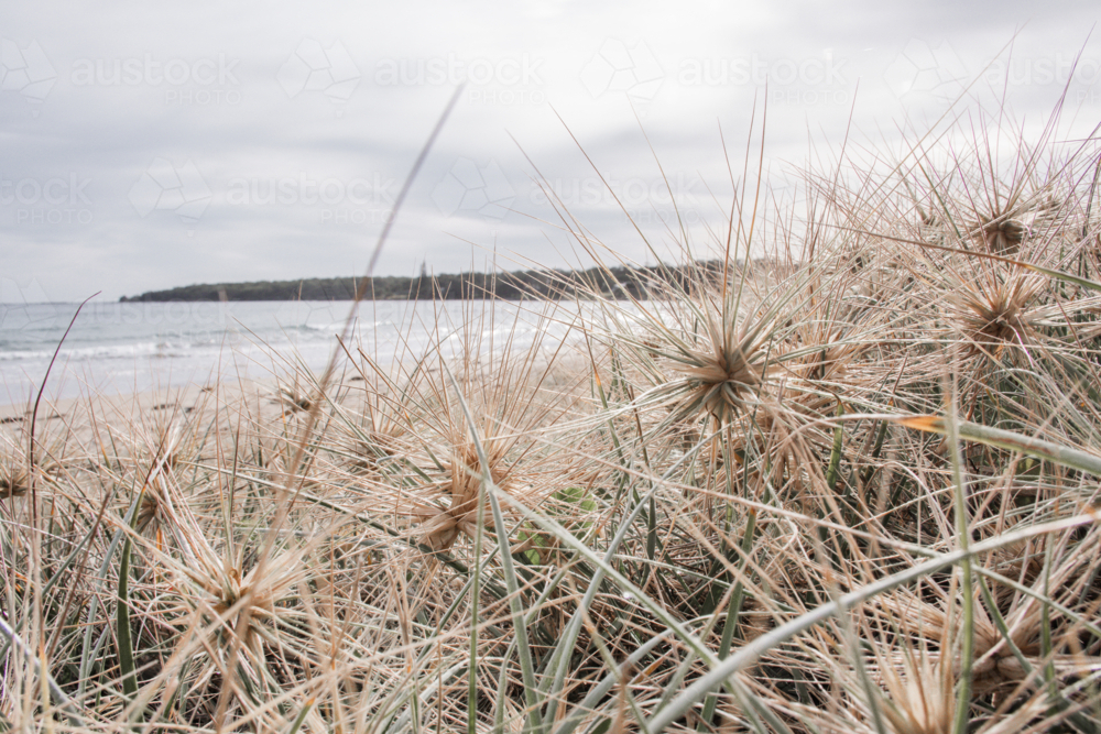 Close up of spinifex plants with ocean in background - Australian Stock Image