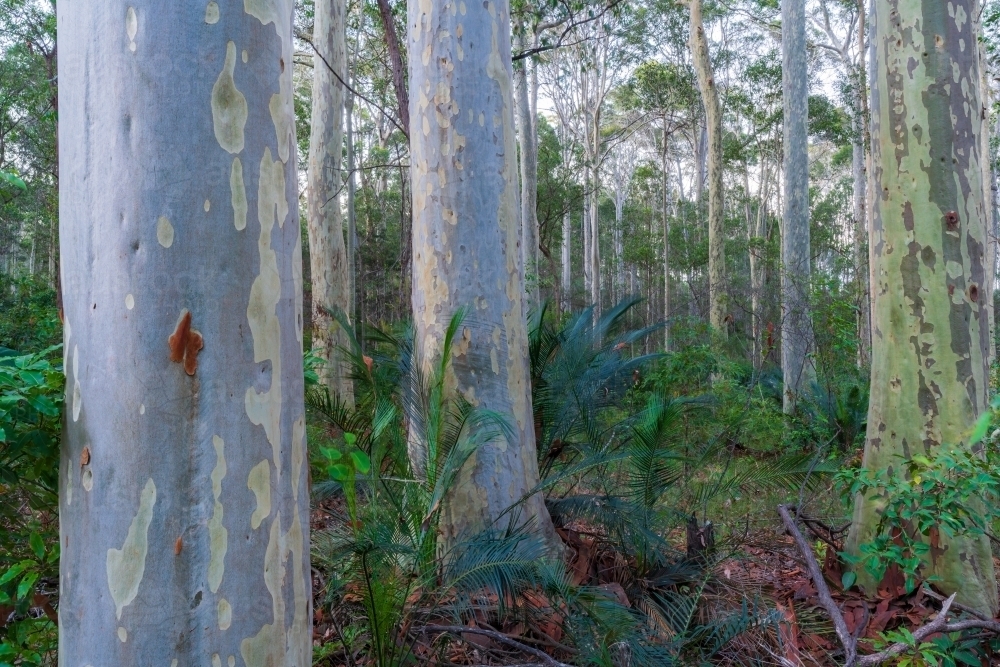 Close up of spotted gum tree trunks in a lush green forest - Australian Stock Image
