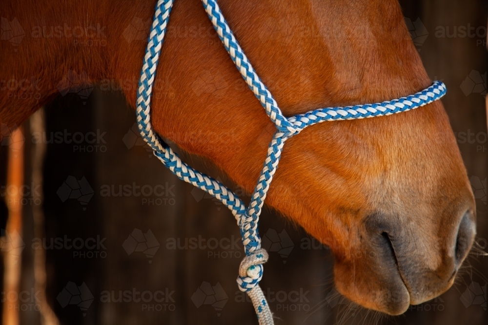 Close up of stabled horse in rope headstall - Australian Stock Image