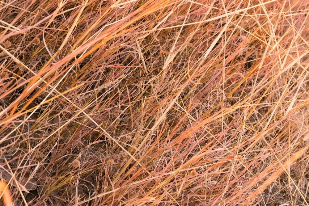Close up of stalks of red grass - Australian Stock Image
