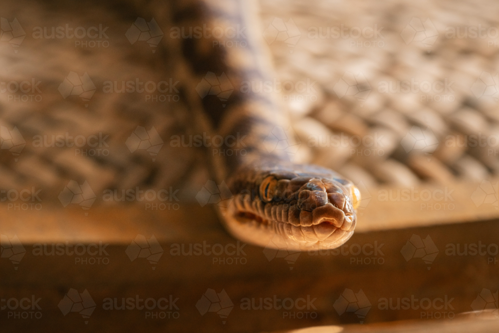 Close up of Stimson Python - Australian Stock Image