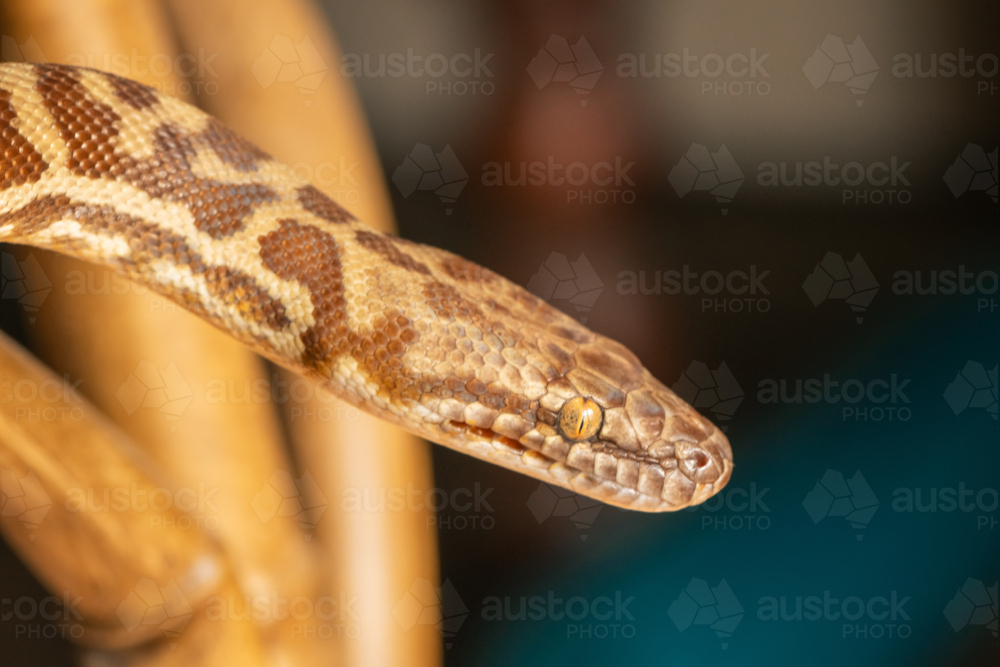Close up of Stimson Python's face, snake eye - Australian Stock Image