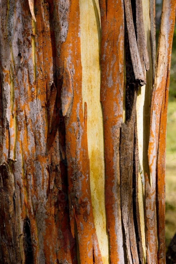 Close up of strips of orange and brown bark peeling off a yellow tree trunk - Australian Stock Image
