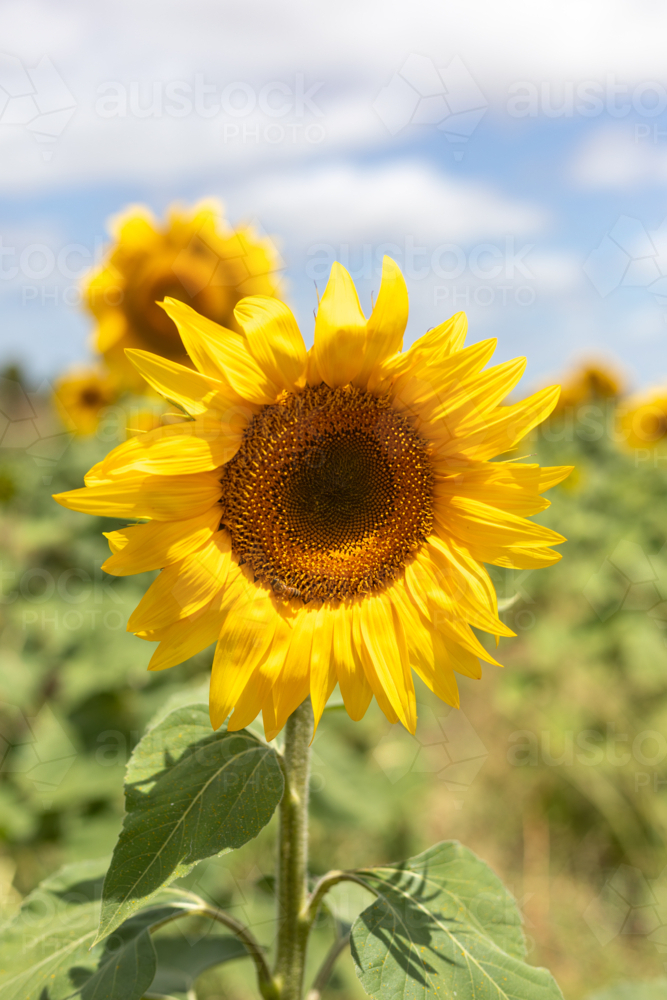 Close up of Sunflower stalk in green field with blue sky - Australian Stock Image