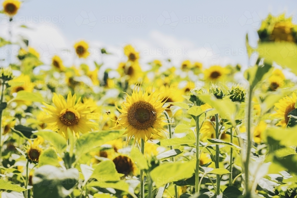 Close up of sunflowers in a field with 2 bees. - Australian Stock Image