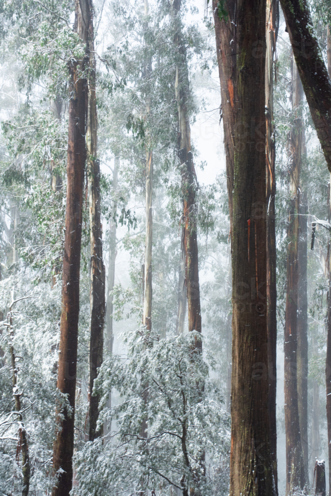 Close up of tall gum trees in snowy mist - Australian Stock Image