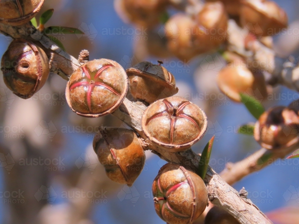 Close up of tea tree fruit/seed capsules with bokeh blue sky - Australian Stock Image