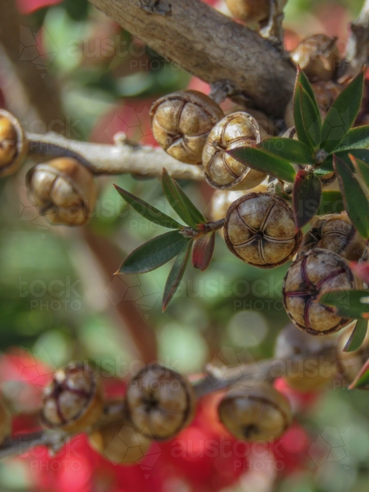 Close up of Tea tree fuit capsules - Australian Stock Image