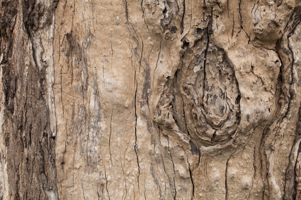 Close up of textured bark on a gum tree - Australian Stock Image