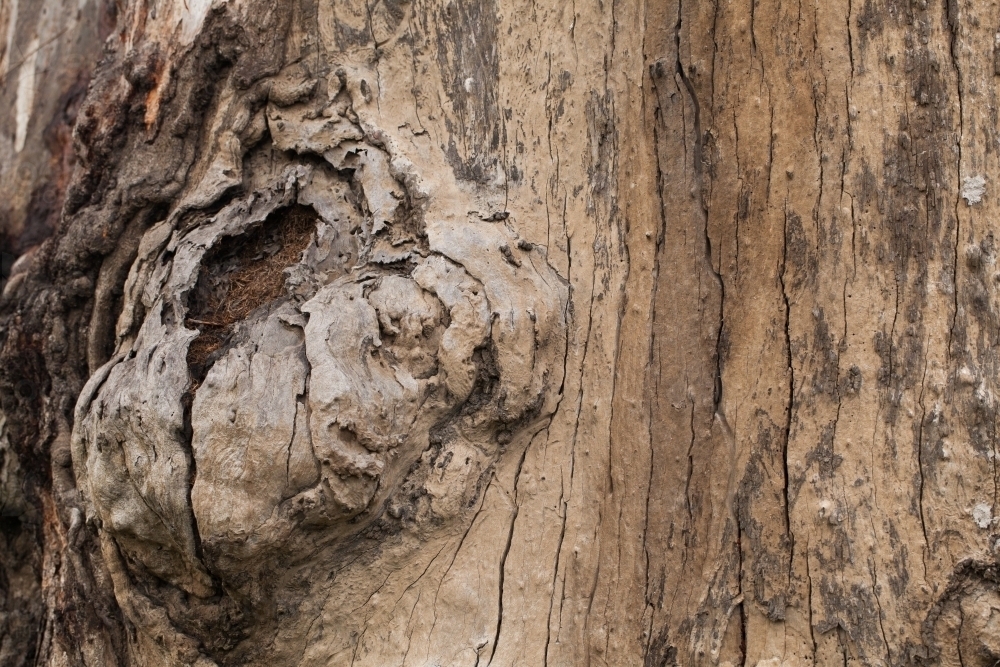 Close up of textured bark on a gum tree - Australian Stock Image