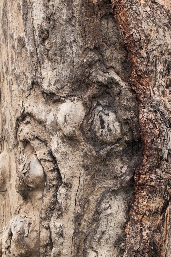 Close up of textured bark on a gum tree - Australian Stock Image
