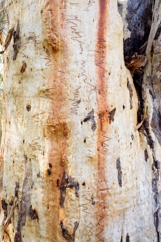 Close up of textured gum tree trunk with scribbly insect trails and orange and white colouring - Australian Stock Image