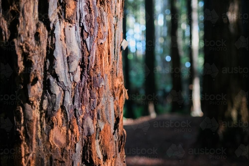 Image of Close up of the bark of a California Redwood at Beech Forest